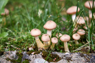 Wild mushrooms growing in green grass and moss in the forest, close-up. Autumn nature background with edible mushrooms in natural habitat, seasonal harvest in woodland