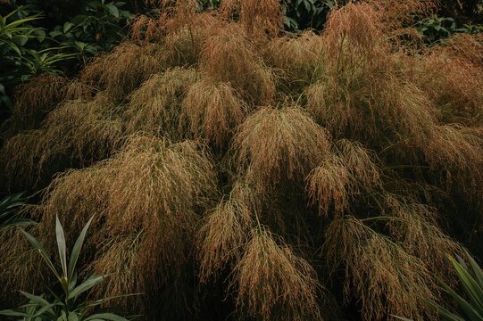 Background featuring parasitic plants from the Genus Cuscuta