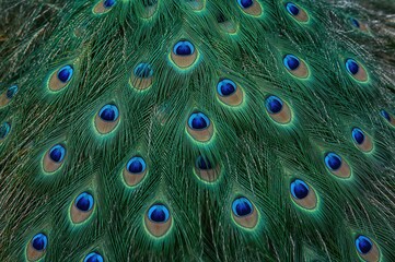 Obraz premium Close-up of the back feathers on a male peacockâ€™s tail in a wildlife sanctuary