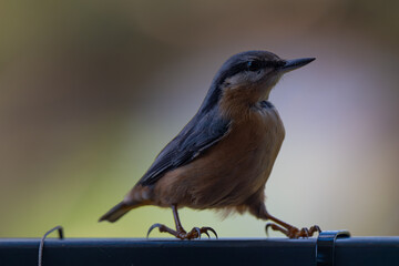 Alert Nuthatch Pausing on a Perch at Twilight
