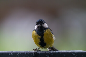 Ruffled Great Tit Enduring the Rain on a Wet Perch