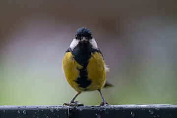 Fototapeta premium Intense Stare of a Great Tit on a Rainy Evening
