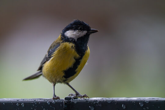 Contemplative Great Tit Perched in the Rain