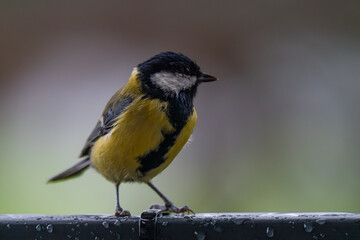 Contemplative Great Tit Perched in the Rain
