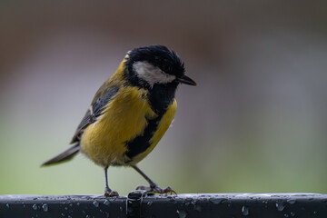 Contemplative Great Tit Perched in the Rain