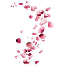 Pink rose petals falling gracefully against a transparent background