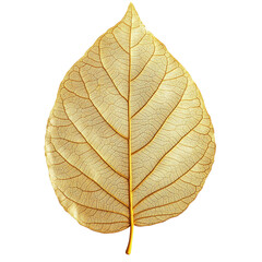 Delicate golden skeleton leaf against a stark transparent background