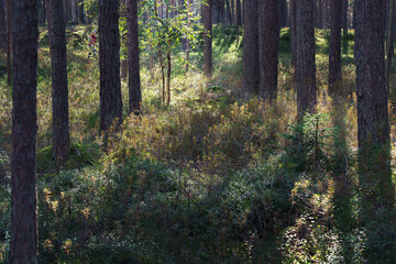 Obraz premium forest landscape light and shadow