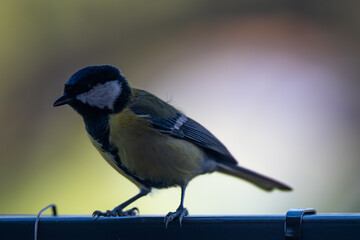 Elegant Great Tit in Profile Against a Soft Bokeh Background
