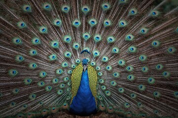 Fototapeta premium Peacock displaying its vibrant plumage