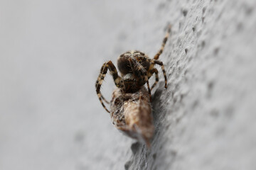 spider with prey