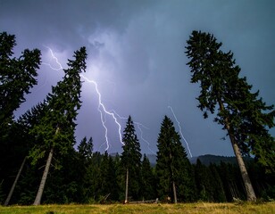 Stormy night in a pine forest