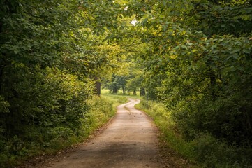 Obraz premium Serene pathway through a botanical garden in early summer, featuring lush greenery and natural surroundings