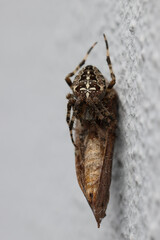 spider with prey