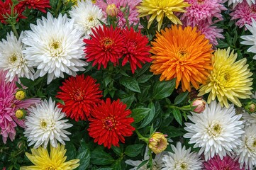 Fototapeta premium Mums: Colorful Blossoms Symbolizing Happiness and Longevity