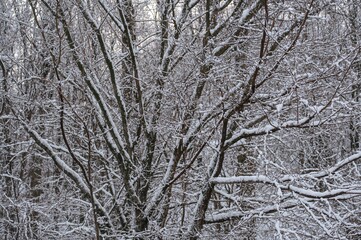 Frost-laden branches and trunks in a wintry woodland scene