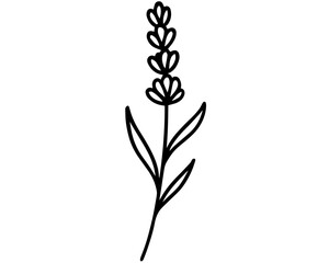 Minimalist Lavender Flower &ndash; Black and White Botanical Line Drawing with Elongated Leaves