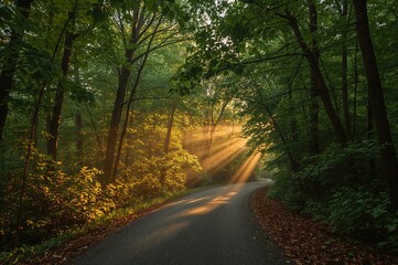 Obraz premium Tranquil dawn stroll through the forest