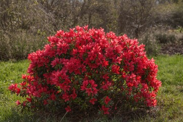 Springtime red blooms on azalea shrub in the backyard