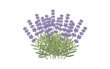 Purple Lavender Plant Illustration on White Background Transparent background
