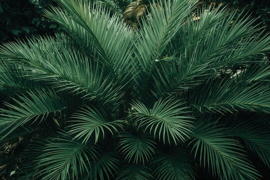 Plants belonging to the Pandanus genus, known as Pandan, are monocots