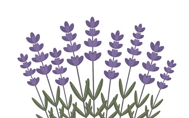 Illustration of purple lavender flowers with green leaves Transparent background