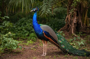 Obraz premium Peacock found in the natural habitats of central Florida