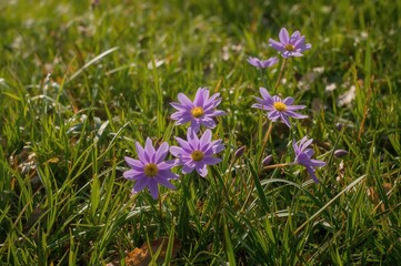 Sunlit Meadow Adorned with Purple Ivan-tea Blossoms