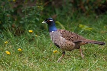 Garden stroll of a partridge bird