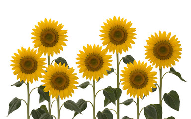 Group of seven yellow sunflowers on white background Transparent background