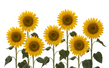 Group of seven yellow sunflowers on white background Transparent background