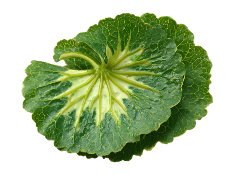  Pakwan leaves half slice