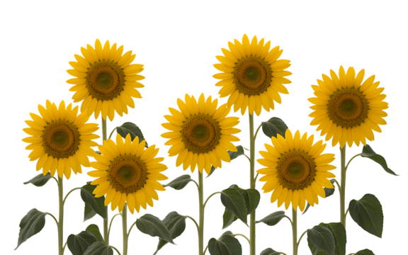 Group of seven yellow sunflowers on white background Transparent background