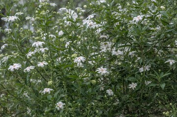 Crimson Blooms in a Garden