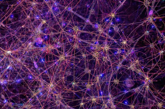 Light microscope view of spinal cord motor neurons highlighting their function in the central nervous system, with human tissue stained using haematoxylin and eosin.