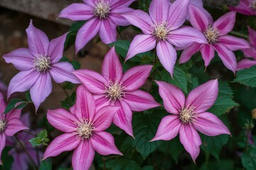 Atragene blossoms in shades of pink and lilac in a garden setting, perfect for invitations, cards, posters, and decorative backgrounds.