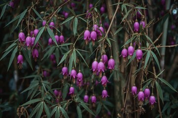 Obraz premium Hanging purple blossoms on slender bamboo stalks with elongated foliage