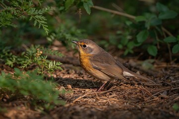 Fototapeta premium Endemic forest bird Petroica australis resting on the forest floor