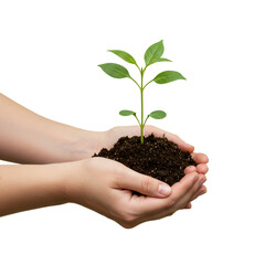 手のひらにのった小さな緑の植物のクローズアップ 透明な背景を持つ自然と生命の概念