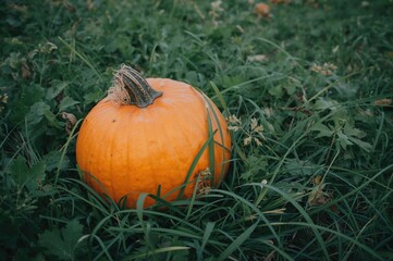 A single large orange pumpkin resting on a lush green meadow. Fall season celebration. Harvest time on the farm. Space for text. Wide greeting card. Natural ornament. Fresh produce.