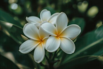 Obraz premium White frangipani blossoms with a soft blurred backdrop, lovely garden flora