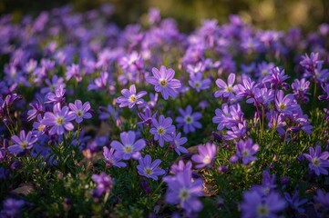 Springtime Blooms in Shades of Purple in a Garden Setting