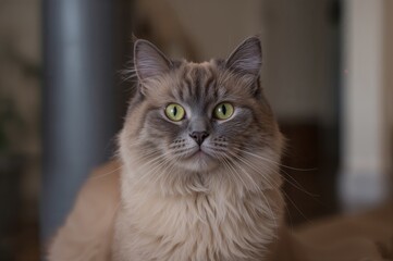 Indoor portrait of a pedigreed feline