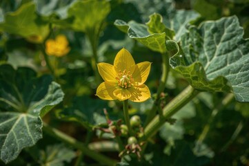 Close-up of a blossoming squash plant