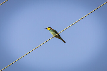 Bee-eater sitting on a cable