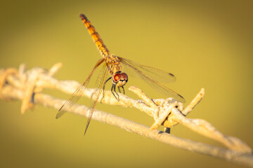 Close-Up of Dragonfly Perched on Barbed Wire in Nature