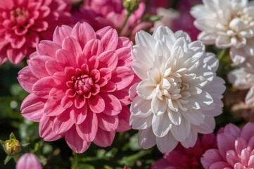 Fresh Blooms in Shades of Pink and White