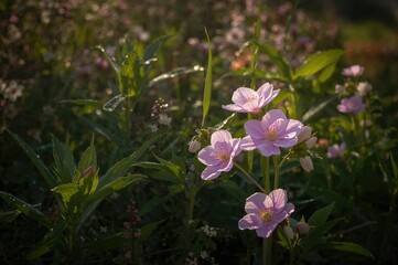Morning bloom of vibrant pink flowers in the garden