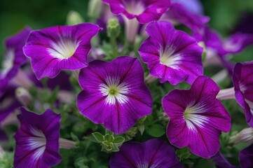Vibrant purple petunias thriving outdoors