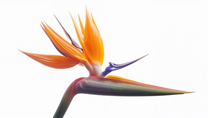 Isolated strelitzia flower known as paradise bird against a white backdrop
